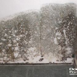 Moisissure présente dans un mur intérieur humide